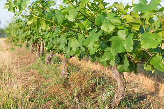 Dégustation vins aux Vignerons de Verneuil à Verneuil-sur-Vienne (87)
