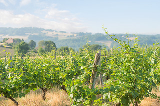 Dégustation vins aux Vignerons de Verneuil à Verneuil-sur-Vienne (87)
