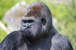 Zooparc de Beauval - 1 jour en duo