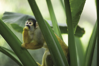 Zooparc de Beauval - 1 jour en duo