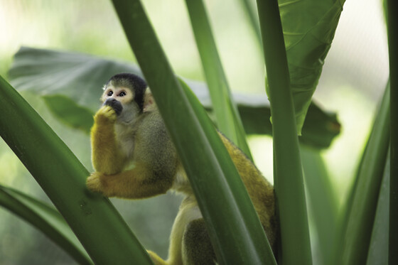 Zooparc de Beauval - 1 jour en duo