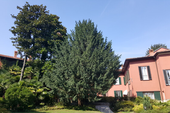 B&B Villa Magnolia - photo 7