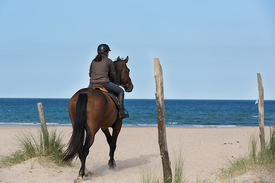 Sables d'Or Equitation - photo 11