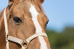 Sables d'Or Equitation