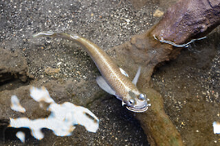 Sortie à l'aquarium pour 2 - L'Aquarium de Paris - Paris (75016)