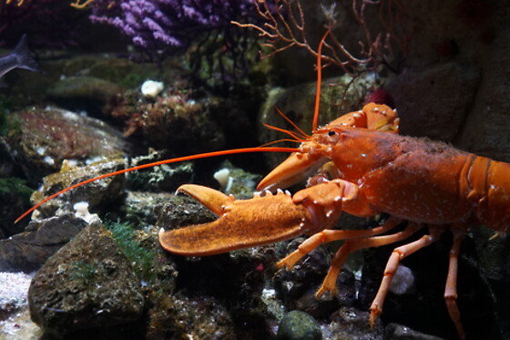 Sortie à l'aquarium pour 2 - L'Aquarium de Paris - Paris (75016)