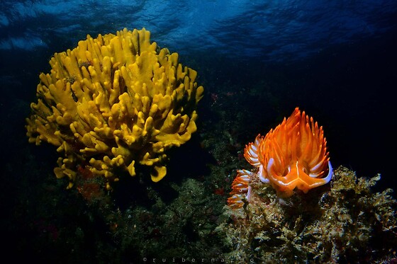 Cipreia Dive Club - photo 4