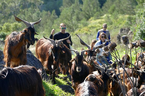 Terra Chã - photo 2