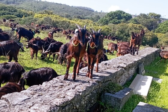 Terra Chã - photo 8