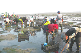 ASOC. CULT. MULLERES DO MAR DE CAMBADOS GUIMATUR (GUIMATUR)