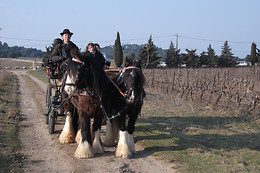 Poney  Express Attelage