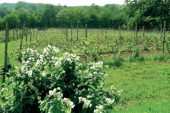 Agriturismo Tre Tigli - photo 3