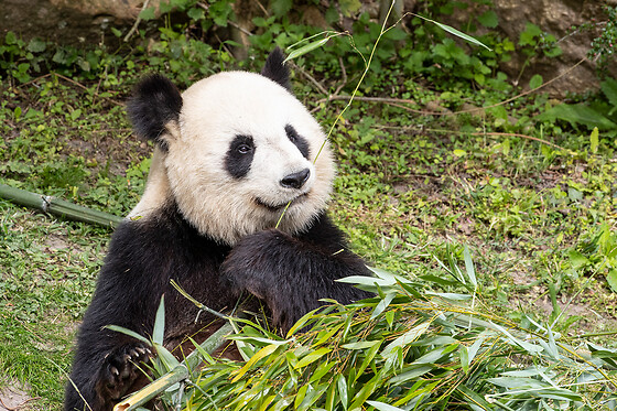 Zooparc de Beauval - 1 jour en duo