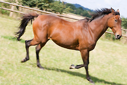 Centre Equestre les Onglous