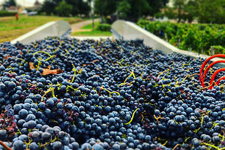 Atelier d’œnologie aux Vignobles Alain Chaumet à Lalande de Pomerol (33)