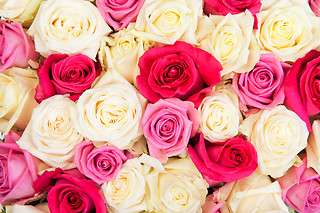 1 an de fleurs  
