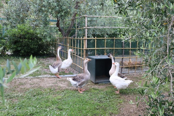 Cevoli Country Resort - photo 4