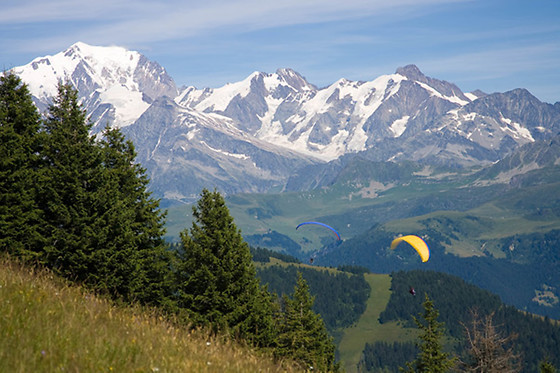 Les Volatiles - photo 4