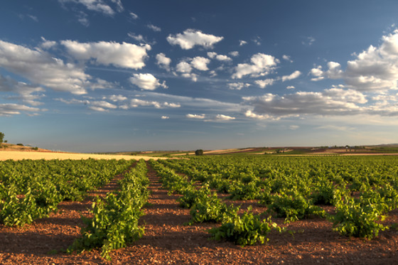 BODEGA CAMPOS DE DULCINEA - photo 0