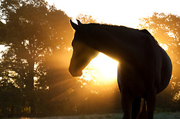 Centre Equestre les Onglous