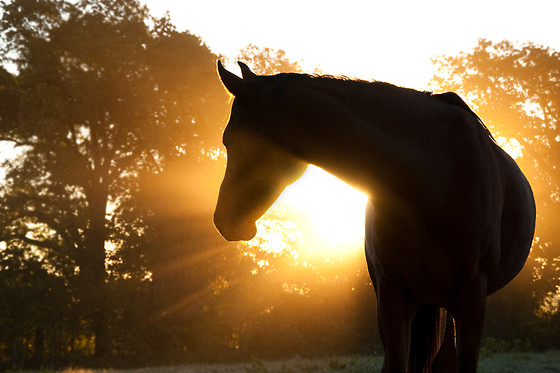 Centre Equestre les Onglous - photo 5