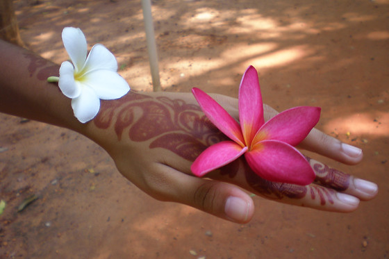 Ashoka-Zen - photo 1