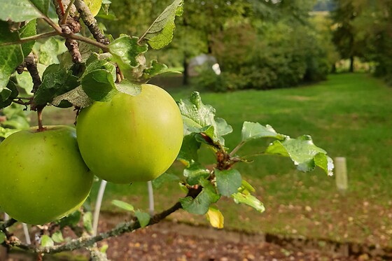 Les insolites d'Ardennes - photo 3