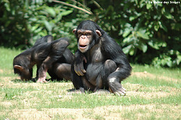 La Vallée des Singes