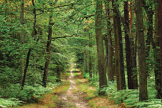 Séjour pour 2 aux Naturelles Insolites à Pronleroy (60)