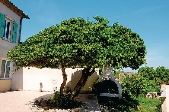 Un Coin de Paradis - photo 8