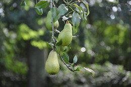 Noordweghe Glamping