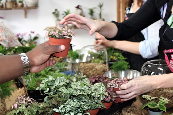 Boby la Plante - photo 2