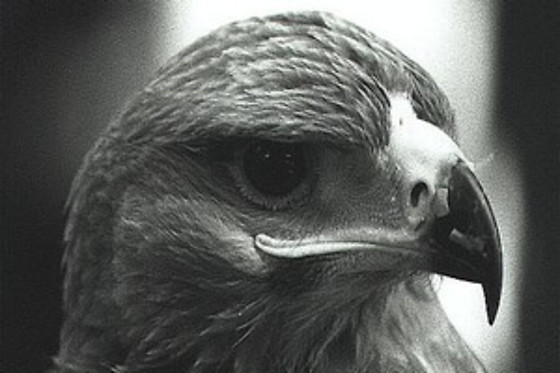 Animal's and co - photo 2