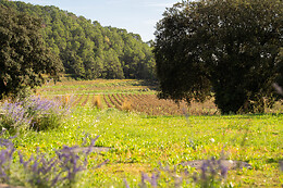 Château CLARETTES